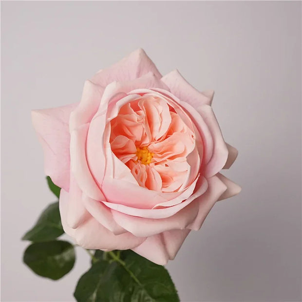 5Pcs Feel Moist Austin Latex Rose Real Touch Artificial Flowers Luxury Home Decoration Party Event Wedding Roses Floral Bouquet