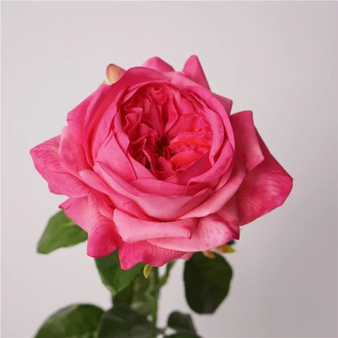 5Pcs Feel Moist Austin Latex Rose Real Touch Artificial Flowers Luxury Home Decoration Party Event Wedding Roses Floral Bouquet