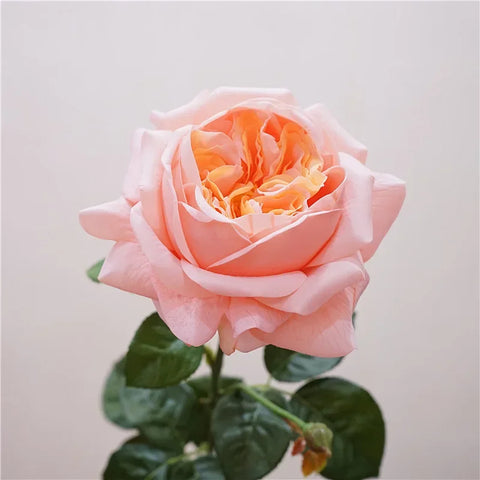 5Pcs Feel Moist Austin Latex Rose Real Touch Artificial Flowers Luxury Home Decoration Party Event Wedding Roses Floral Bouquet